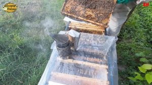 пчеловодство, подготовка семьи в лежаке к зимовке