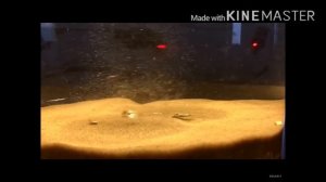 Торнадо в Аквариуме