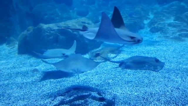 ИНТЕРЕСНЫЕ МЕСТА СТАМБУЛА: Стамбул -куда сходить? Океанариум Florya INTERESTING PLACES IN ISTANBUL