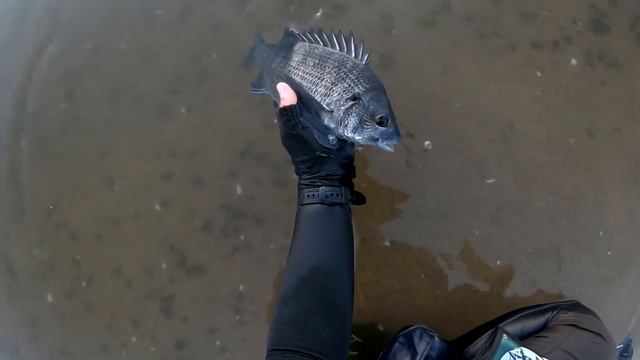 【釣り日記】夕景のクロダイバラシ&リリース【2018年8月3日】 смотреть онлайн