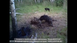 Кабаны на кормушке.