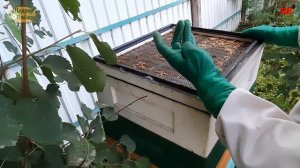 прополис, сбор прополиса