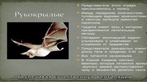 Японская мышь – необычный танцующий грызун
