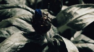 Летим - Русские Цветы