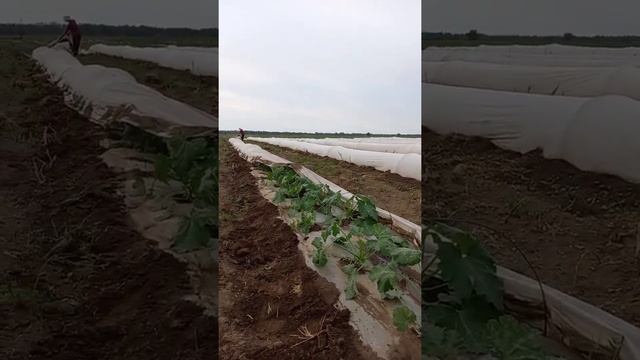 кабачки под агроспаном смотреть онлайн