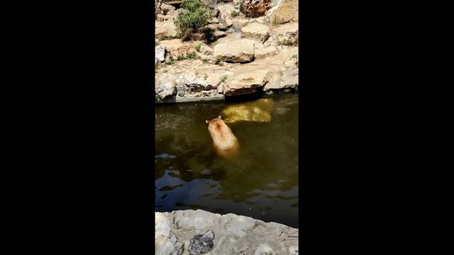 דוב מתרחץ -bear taking a bath-медведь принимает ванну prt 3 смотреть онлайн