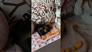 Основное про уход за морскими свинками🎶