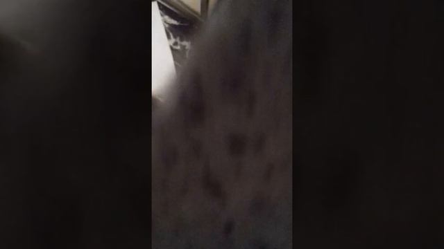 Разрез кальмара смотреть онлайн