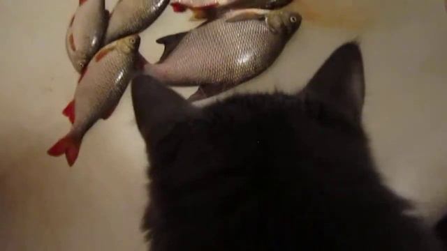 Улов на мормоспиннинг. смотреть онлайн