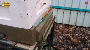 пасека, пчеловодство, как готовил семьи и зимовал проще простого да