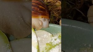 Архахатины Маргината Овумы. Содержание и уход. Питание. Кальцесмесь.