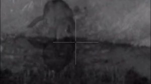 Видео охота на бобра пульсар ультра 355 (зверь не пострадал)