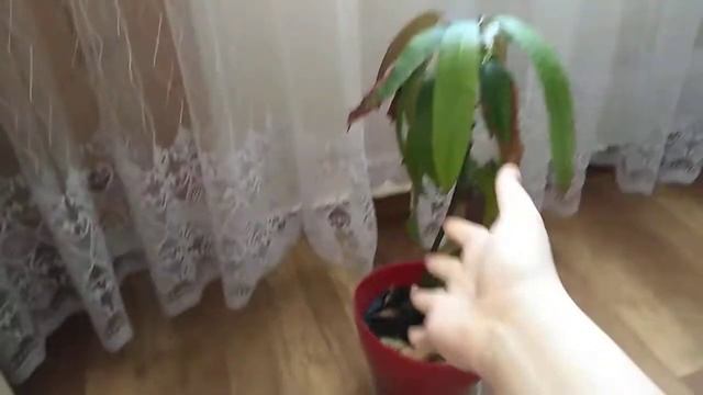 Вот как я выращиваю манго ( КАК ВЫРОСТИТЬ МАНГО ИЗ КОСТОЧКИ 🌱 ) смотреть онлайн
