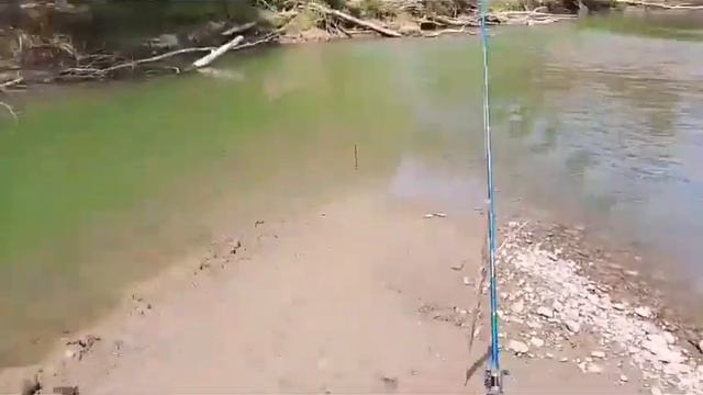 рыбалка на куриную печень