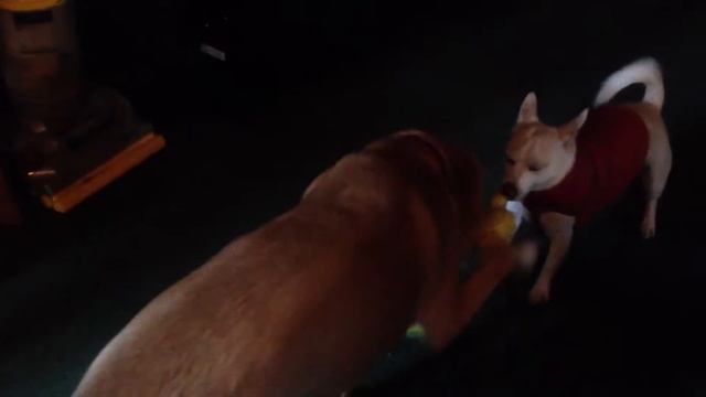 Our Home Zoo смотреть онлайн