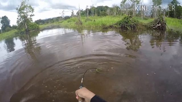 Toman (medium size) a.k.a Giant Snakehead put a good fight on MajorCraft Basspara 4-8lbs Rod..