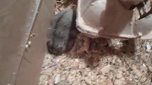 Хомячки Кэмпбелла  из трех поколений в новой просторном домике (27.04.2017)