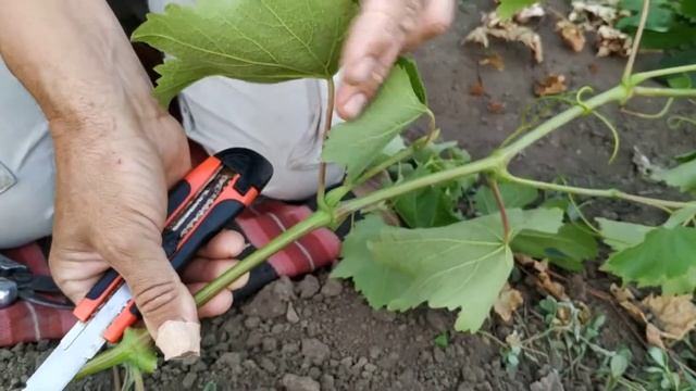 1 Самый надёжный способ прививки винограда Дополнение смотреть онлайн