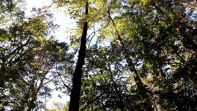 Forest & field walk смотреть онлайн