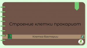 Строение клетки прокариот (Царство Бактерии) + немембранные органоиды для ЕГЭ!