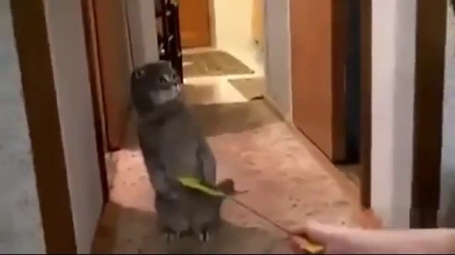 Милые забавные кошки