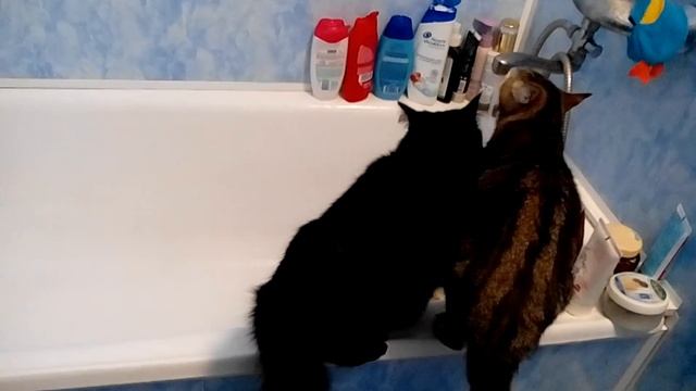 дрессированные кошки смотреть онлайн