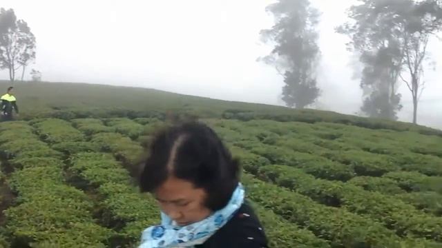 Чайные плантации в окрестностях Далата смотреть онлайн