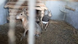 Патагонская мара-чудо зверь #животные #animals #pets #cute #funny #zoo #мара #грызуны #babyanimals