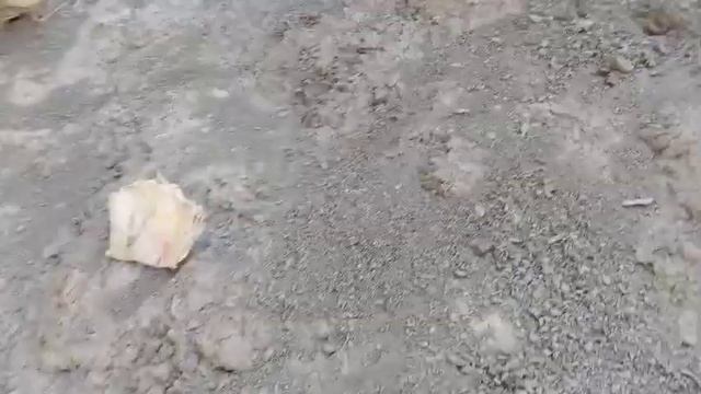 pehli bar kati pahari ⛰️ke oper🧗 aagae murgo ko dobara niche lie смотреть онлайн