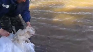 Запуск малька в пруд