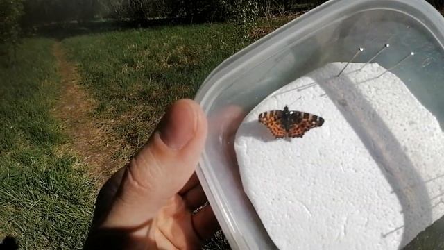 Ловля бабочек в Вологде смотреть онлайн