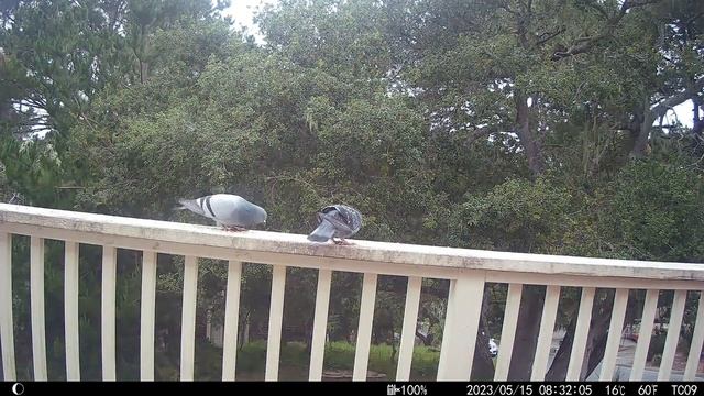 Bird Cam 58 5/15/23 смотреть онлайн