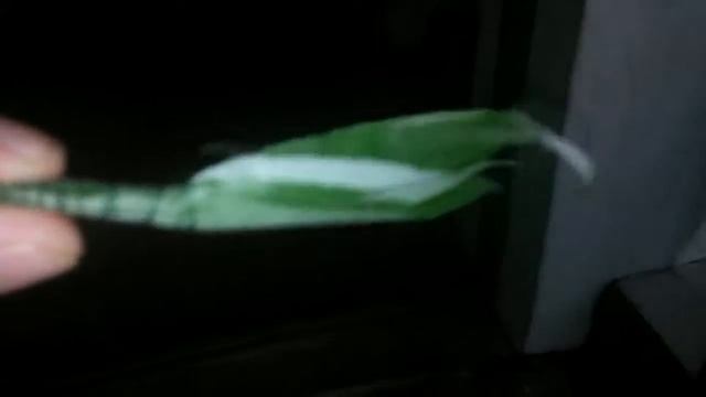 Белый амур на листья ивыHD 2019 смотреть онлайн