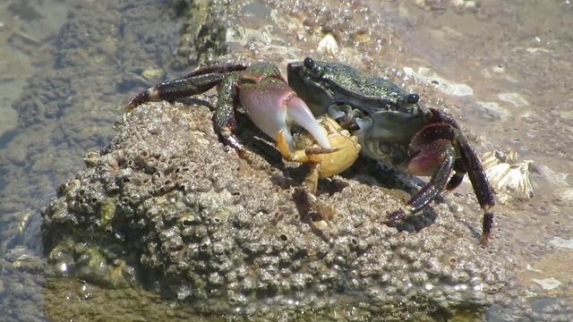 Carp Crab Eating