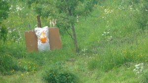 Стрельба из блочного лука на неизвестную дистанцию