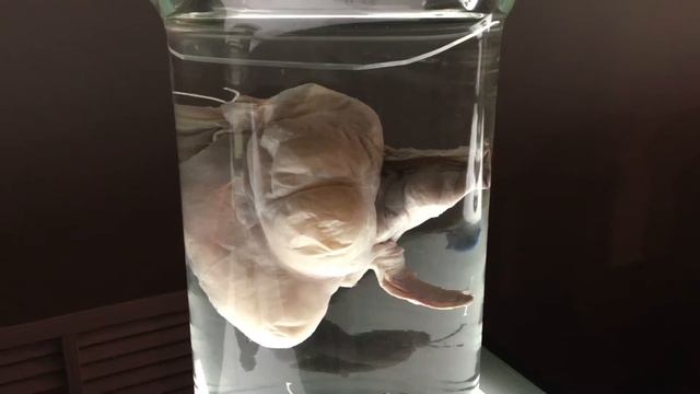 Выставка "Тело человека" в Петербурге. смотреть онлайн