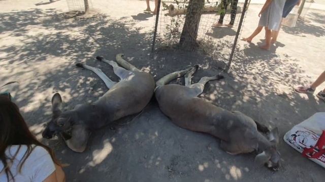 кормим кенгуру 2020 смотреть онлайн