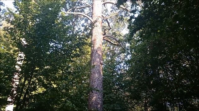 Беловежская пуща смотреть онлайн