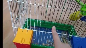 Что нужно иметь в клетке у волнистого попугая.