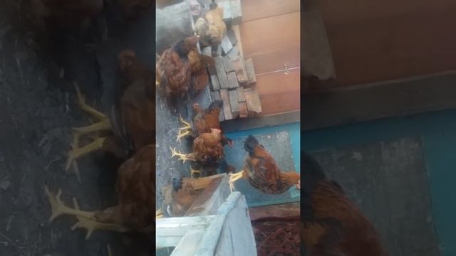 переселение курочек в летний курятник смотреть онлайн