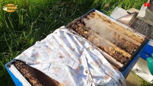 пчеловодство, пчелопакет в лежаке, 3 недели = 15 рамок