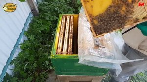 Многокорпусное содержание 3 корпус ставить рано, пчеловодство