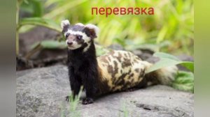 вымирающий животные часть 1