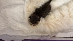 Котёнку 10 дней. Оборудовали для малыша коробку, где он будет спать. #5