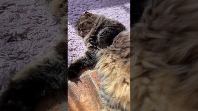 Кушайте больше!😸 #котики #юмор #животные