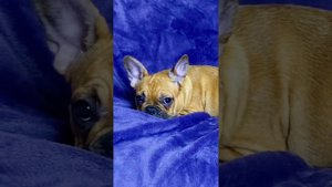 Французский бульдог девочка