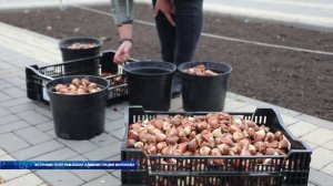 На площадях и в скверах Воронежа высаживают луковицы тюльпанов