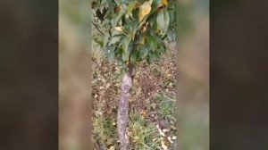 Вегетативная гибридизация существует! Видео в поддержку Железова В. К.
