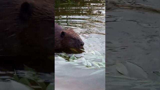 Бесстрашный бобёр смотреть онлайн