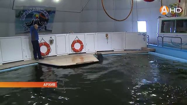 Мурманский океанариум не спешит открывать двери смотреть онлайн